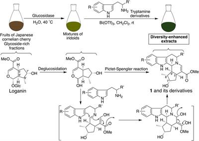 Development of Indole Alkaloid-Type Dual Immune Checkpoint Inhibitors Against CTLA-4 and PD-L1 Based on Diversity-Enhanced Extracts